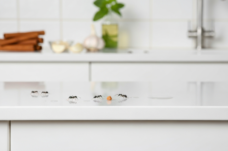 Effective Ways to Get Rid of Ants in Your Home