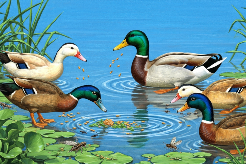 What Do Ducks Eat: Understanding Their Natural Diet